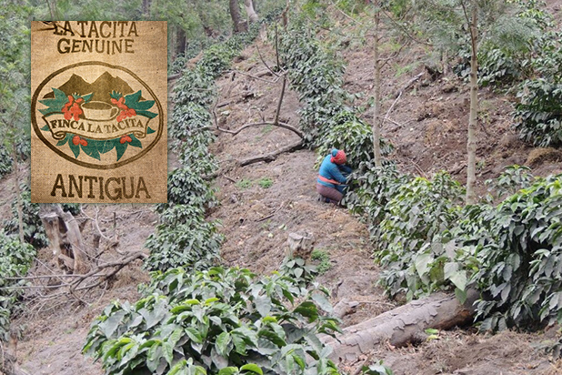 グァテマラ産地の写真